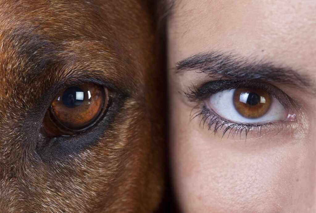 Eye2Eye akių fotografija- žmogaus ir šuns akis